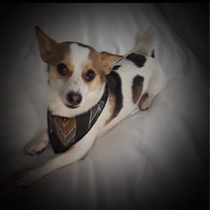 Meet your Posher, Robin